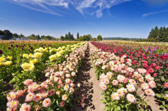 rows of different color flowers in a field